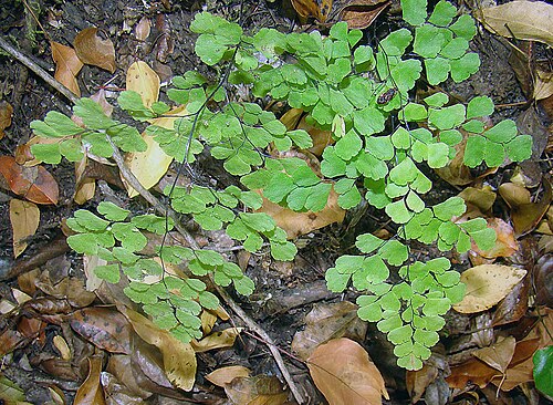 Adiantum chilense: An unusual fern, known in its native Chile as Culantrillo. In context at www.dixpix.ca/sth_cordillera/flora/misc_herb/index.html