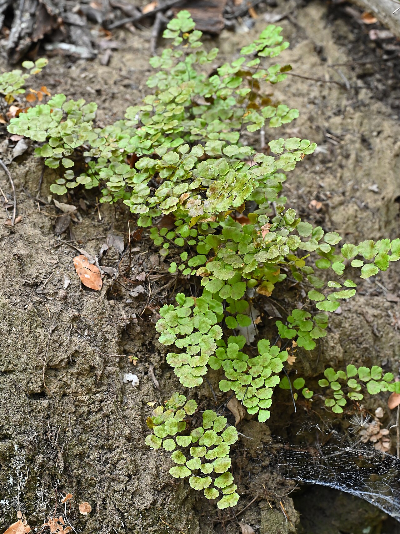 Adiantum chilense: Adiantum chilense in Asiento Viejo at 02 cross road G102 and G10F in Region Metropolitana de Santiago, Chile