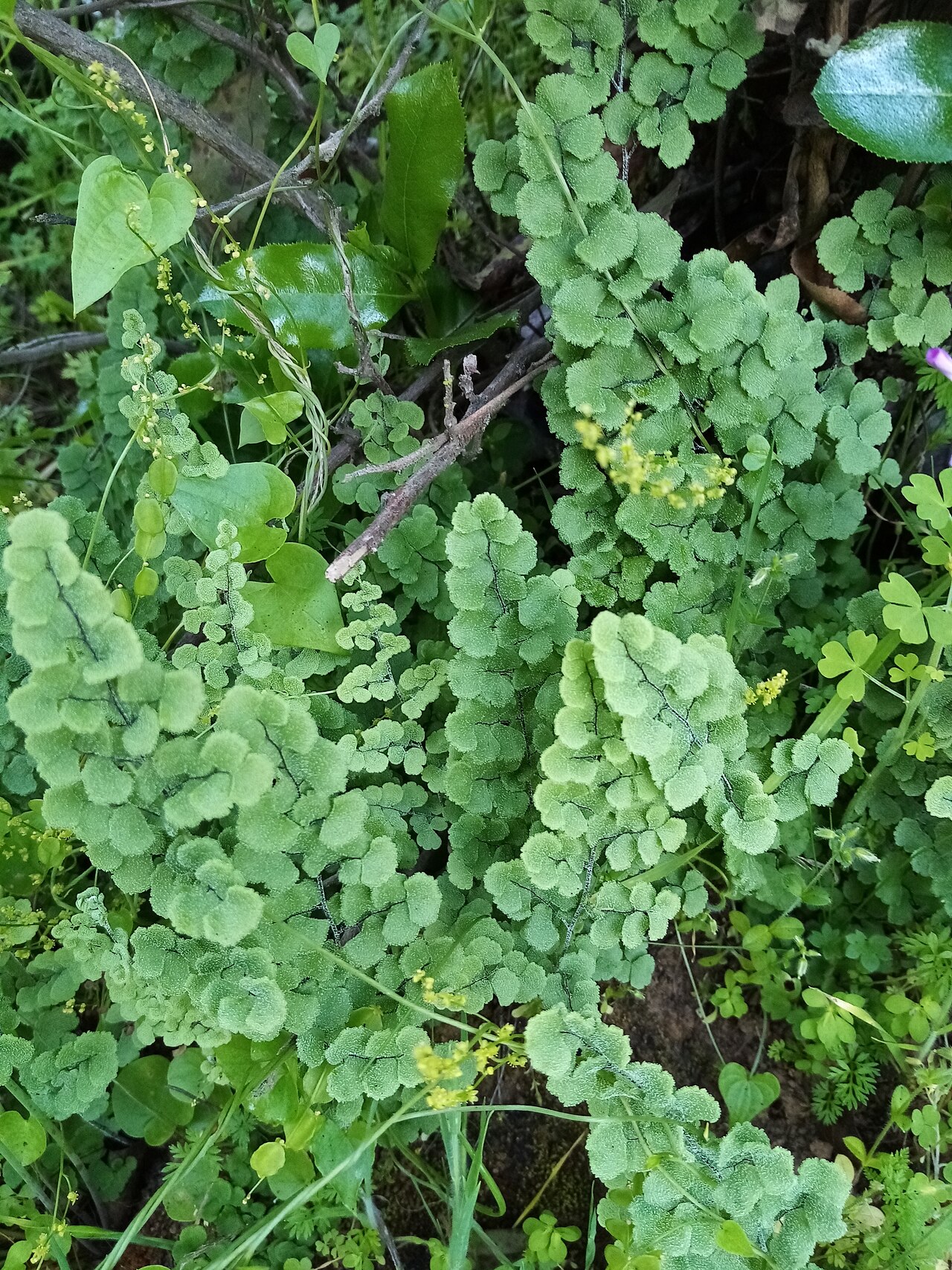 Adiantum chilense: Adiantum chilense var. scabrum. Variety of plant.