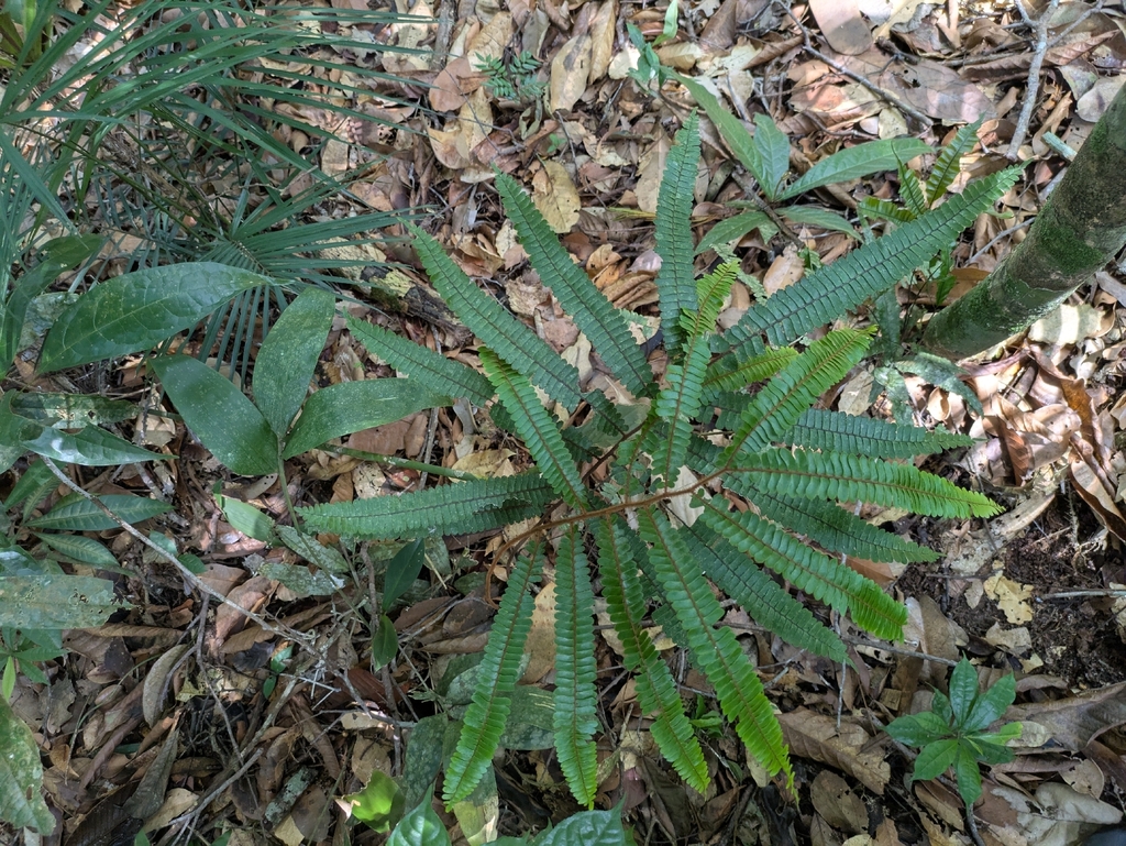 Adiantum cinnamomeum (Adiantum cinnamomeum)