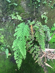 Polished maidenhair (Adiantum concinnum)