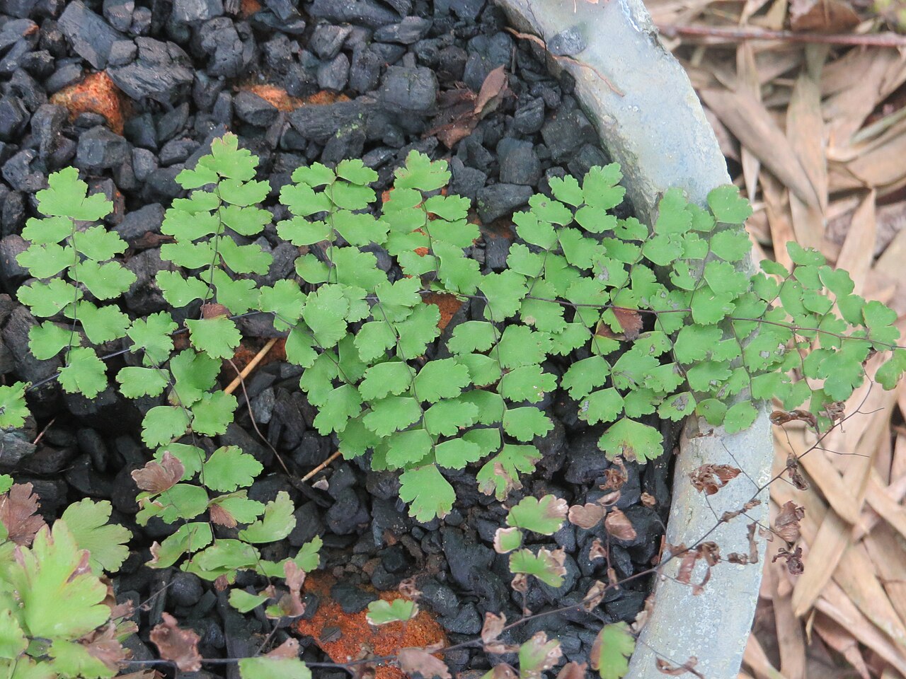 Polished maidenhair: Some ferns from Periya, Wayanad