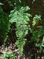 Polished maidenhair (Adiantum concinnum)