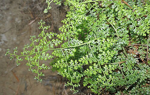 Polished maidenhair: Adiantum concinnum (polished maidenhair), Santa Marta mountains, Colombia