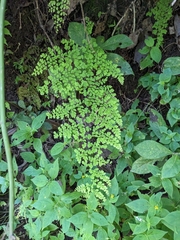 Polished maidenhair (Adiantum concinnum)
