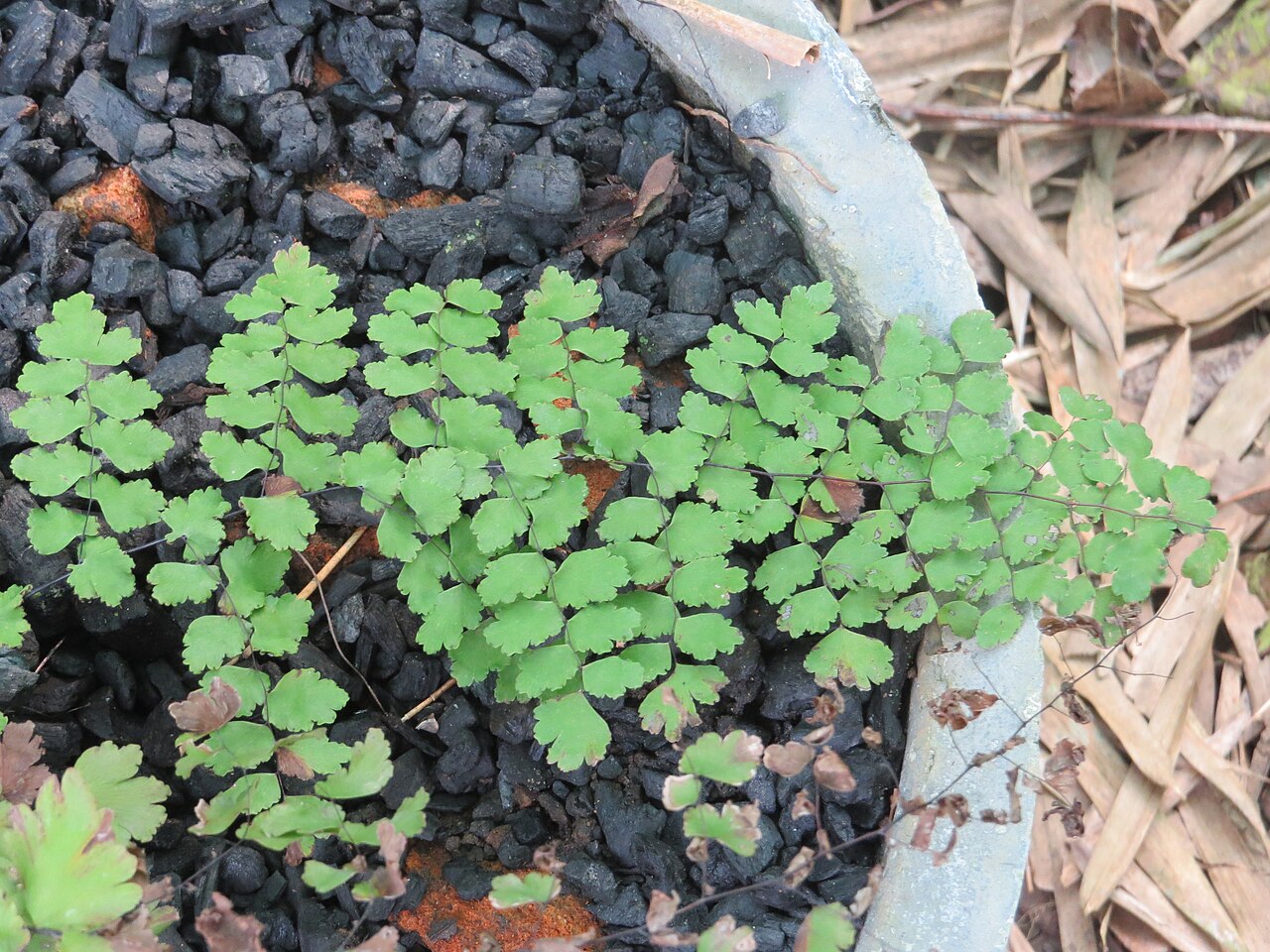 Polished maidenhair: Some ferns from Periya, Wayanad