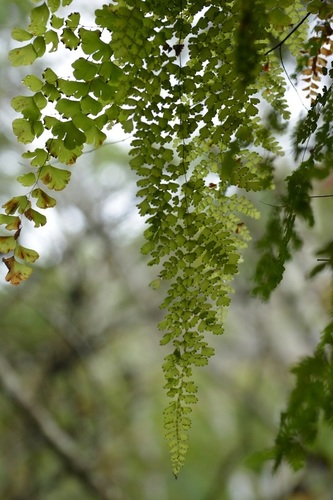 Polished maidenhair (Adiantum concinnum)