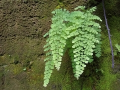 Polished maidenhair (Adiantum concinnum)