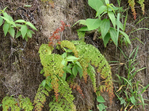 Polished maidenhair (Adiantum concinnum)
