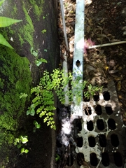Polished maidenhair (Adiantum concinnum)