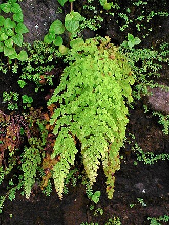 Polished maidenhair: Adiantum concinnum , one of native maidenhair ferns grows in Java Island, Indonesia. Location: Baturagung Range, Gunungkidul Regency, Yogyakarta.