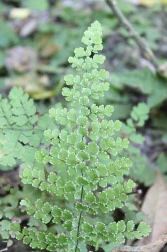 Polished maidenhair (Adiantum concinnum)