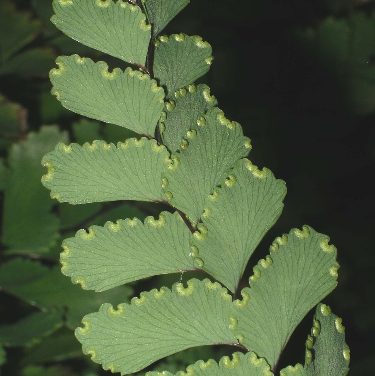 Adiantum cunninghamii: Adiantum cunninghamii - underside of leave showing reflexed marginal lobes containing sori