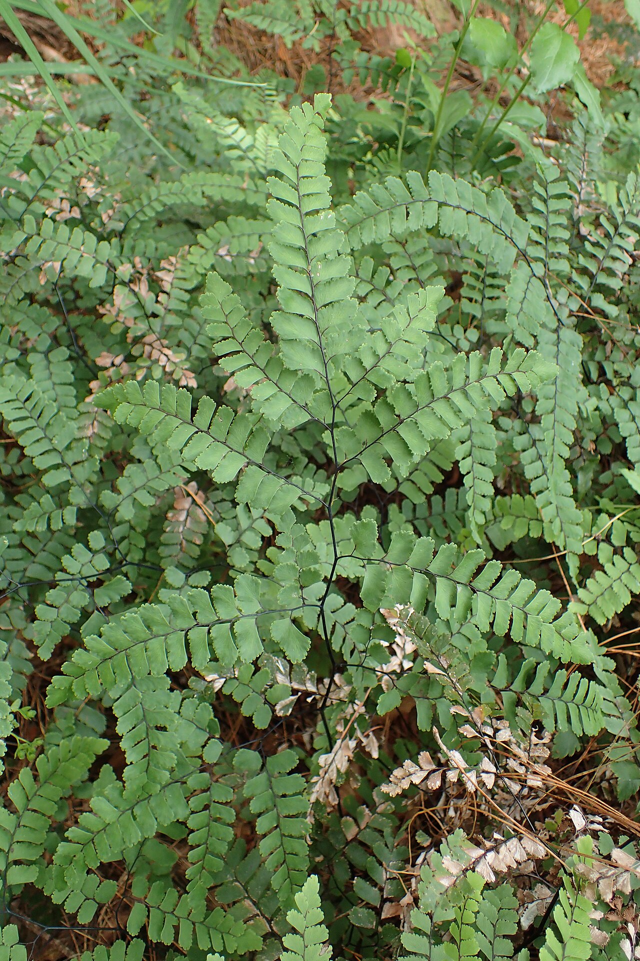 Adiantum cunninghamii: Adiantum cunninghamii in Eastwoodhill Arboretum