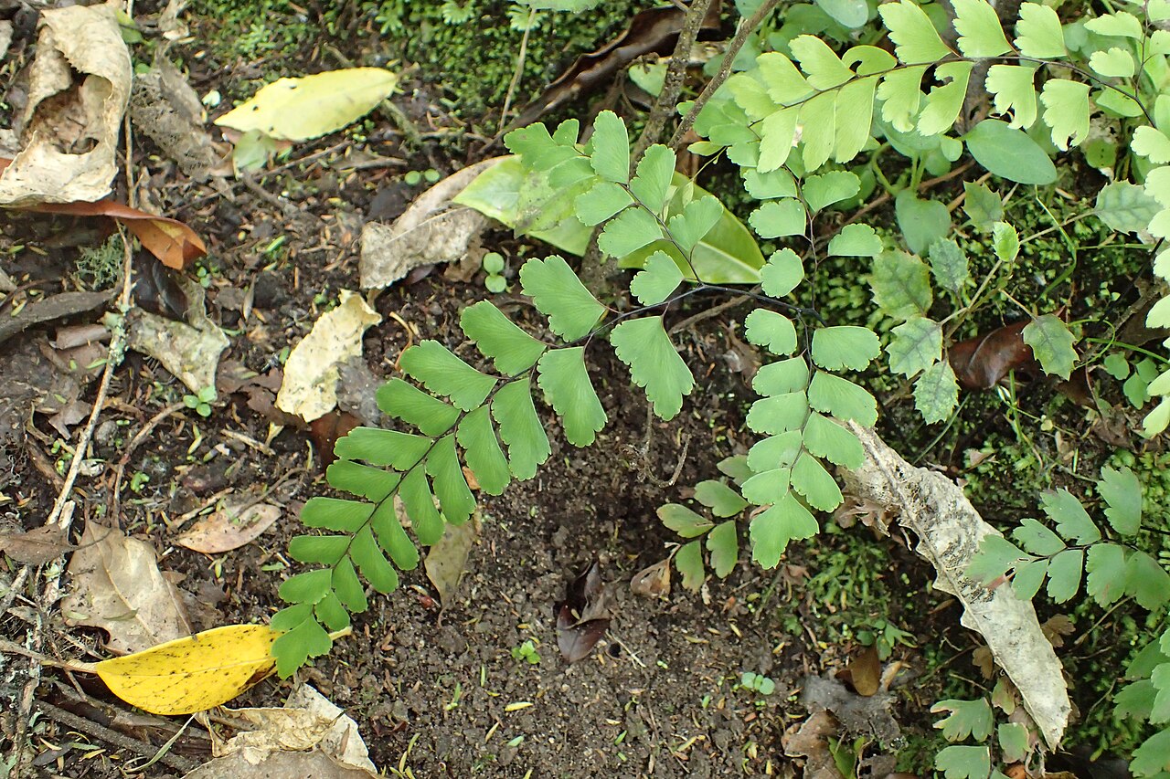 Adiantum cunninghamii: Adiantum cunninghamii in Eastwoodhill Arboretum