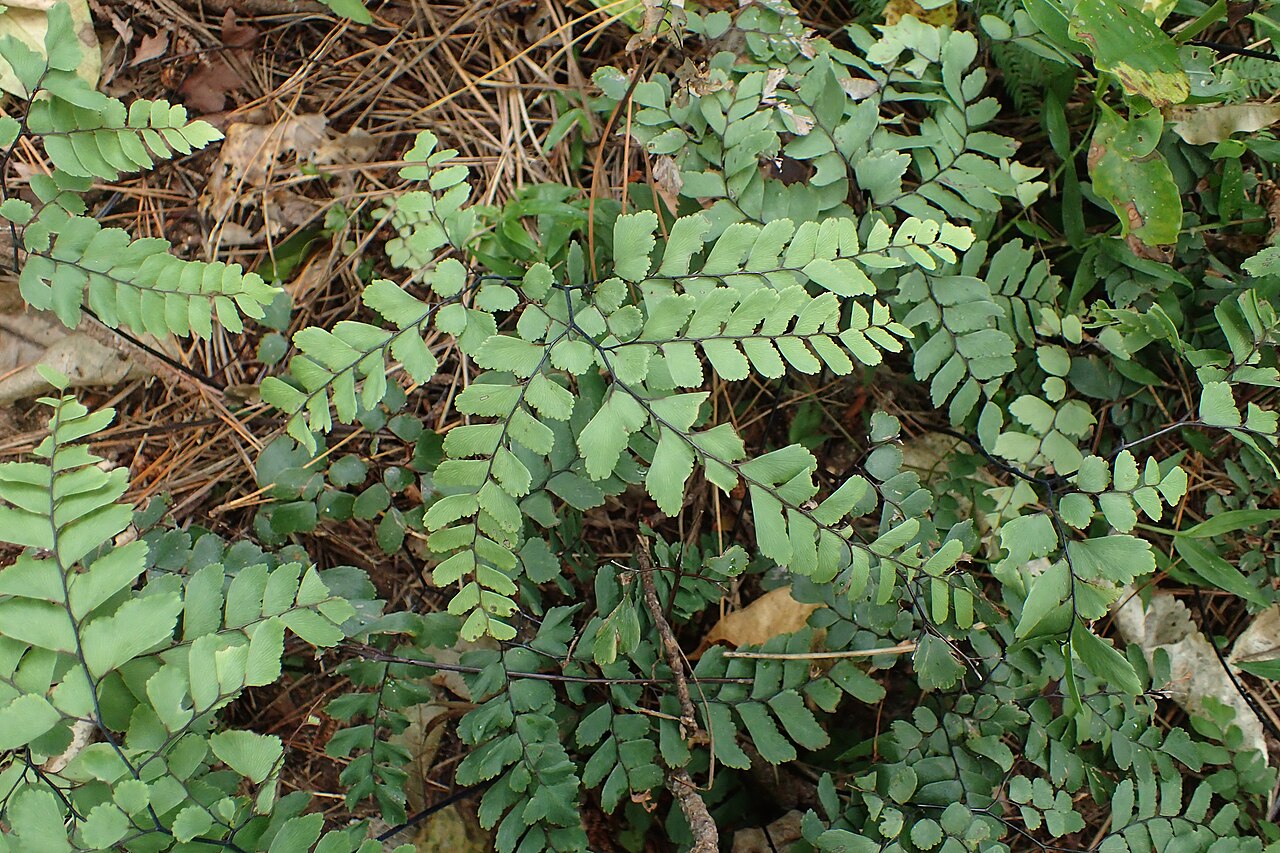 Adiantum cunninghamii: Adiantum cunninghamii in Thames, Waikato