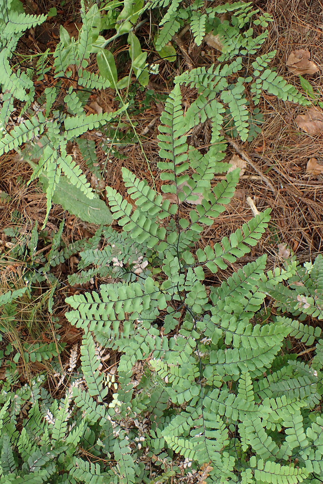 Adiantum cunninghamii: Adiantum cunninghamii in Eastwoodhill Arboretum