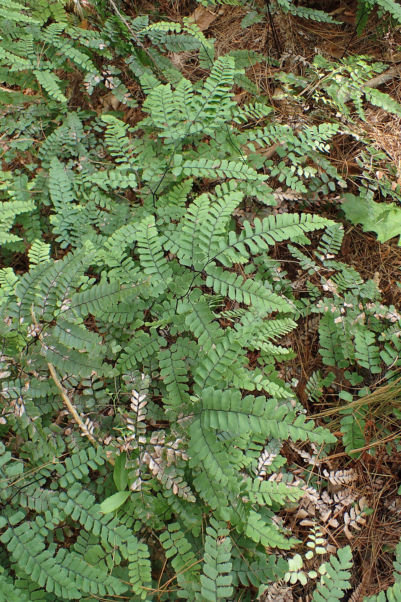 Adiantum cunninghamii: Adiantum cunninghamii in Eastwoodhill Arboretum