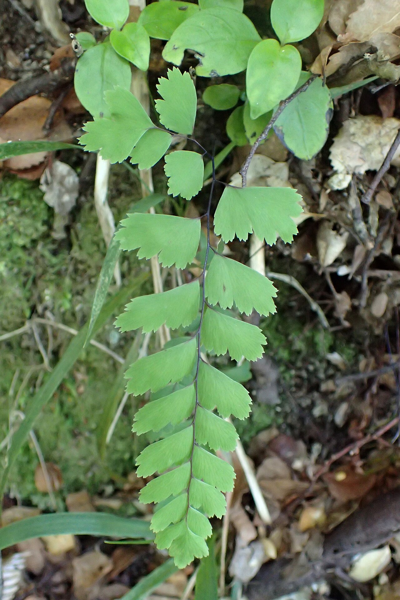 Adiantum cunninghamii: Adiantum cunninghamii in Totaranui, Tasman