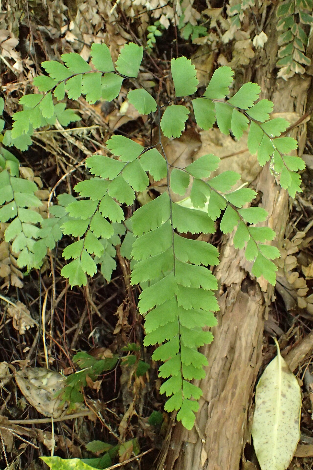 Adiantum cunninghamii: Adiantum cunninghamii in Eastwoodhill Arboretum