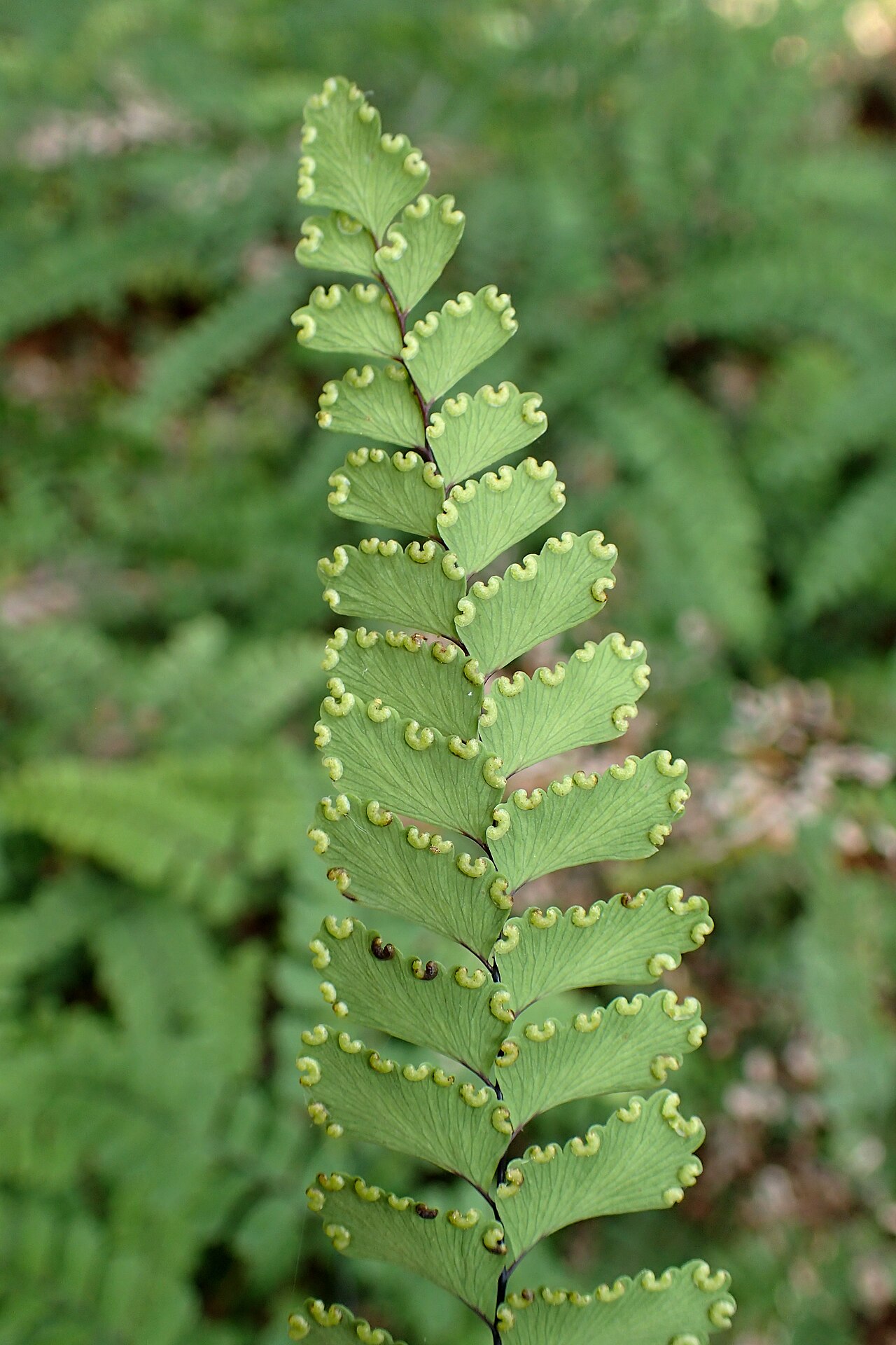 Adiantum cunninghamii: Adiantum cunninghamii in Eastwoodhill Arboretum