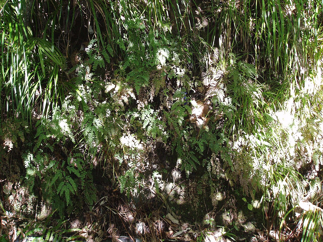 Adiantum cunninghamii (Adiantum cunninghamii)