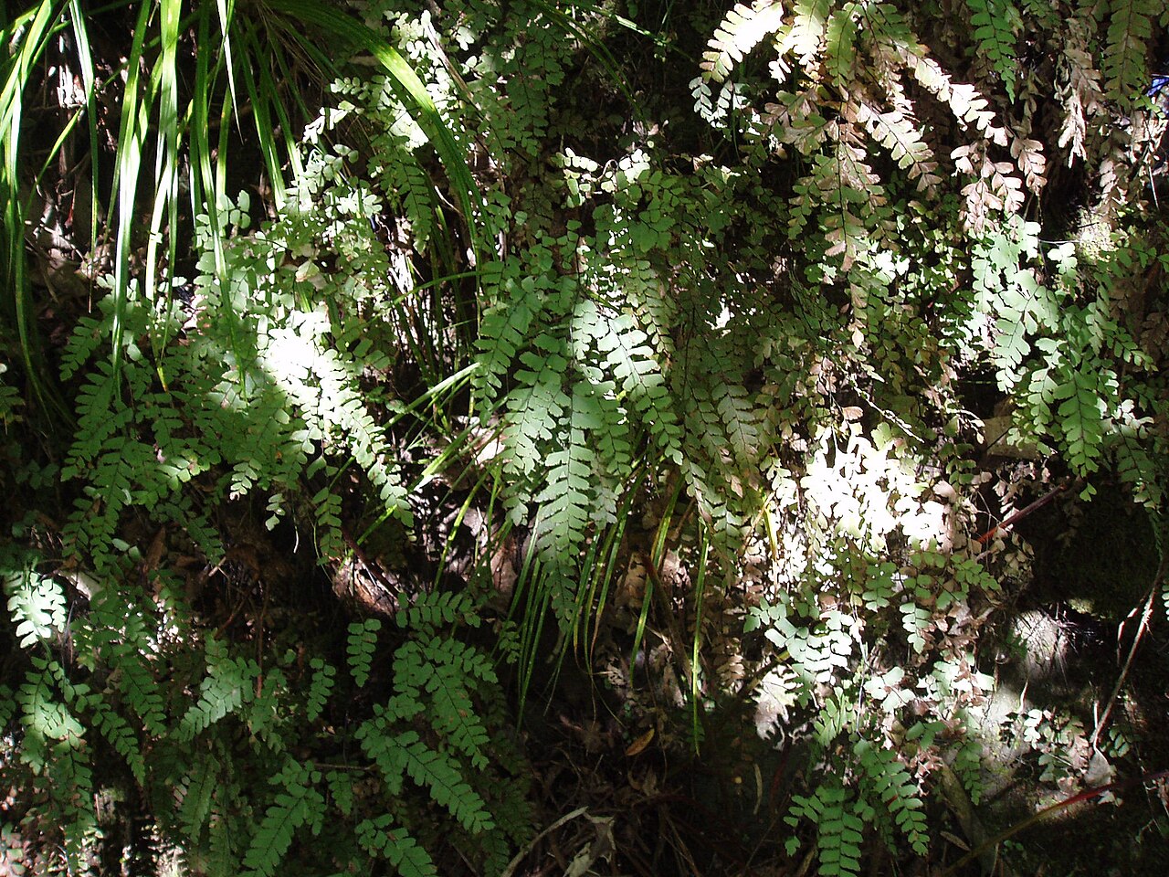 Adiantum cunninghamii (Adiantum cunninghamii)