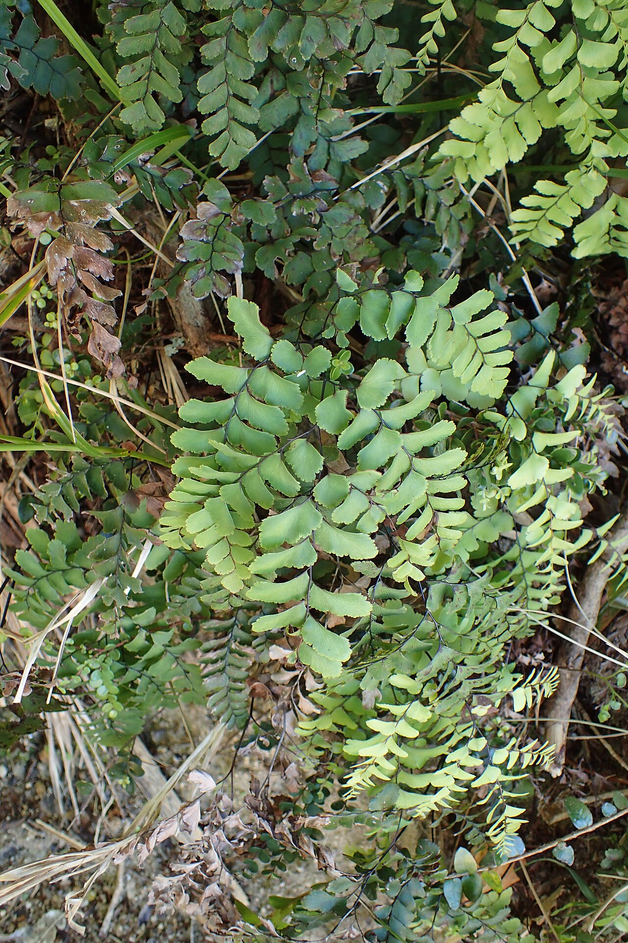 Adiantum cunninghamii: Adiantum cunninghamii in Totaranui, Tasman