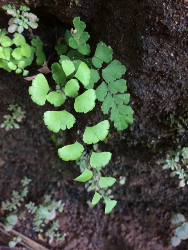 Adiantum deflectens (Adiantum deflectens)