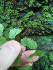 Adiantum deflectens (Adiantum deflectens)