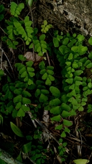 Adiantum deflectens (Adiantum deflectens)