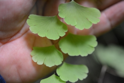 Adiantum deflectens (Adiantum deflectens)
