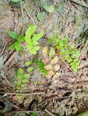 Adiantum deflectens (Adiantum deflectens)