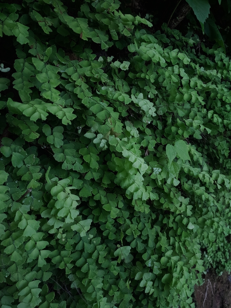 Adiantum deflectens (Adiantum deflectens)