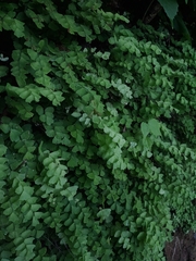 Adiantum deflectens (Adiantum deflectens)