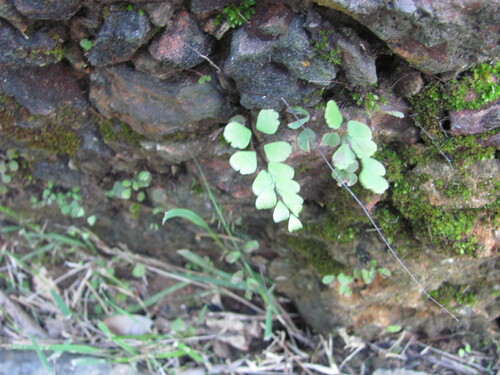 Adiantum deflectens (Adiantum deflectens)