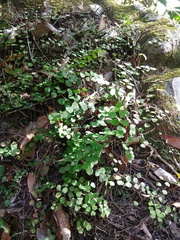 Adiantum delicatulum (Adiantum delicatulum)