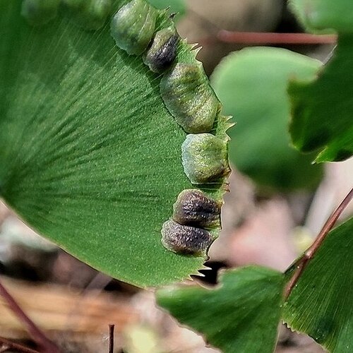 Adiantum delicatulum: Adiantum delicatulum, Porto Murtinho - MS, Brasil, 2024-11-29 (iNaturalist).