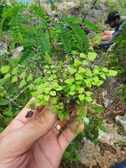 Adiantum deltoideum (Adiantum deltoideum)