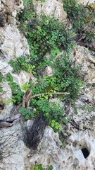 Adiantum deltoideum (Adiantum deltoideum)