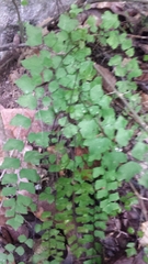 Adiantum deltoideum (Adiantum deltoideum)