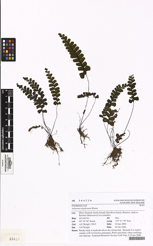 Adiantum diaphanum (Adiantum diaphanum)