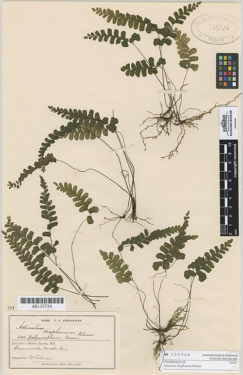 Adiantum diaphanum (Adiantum diaphanum)