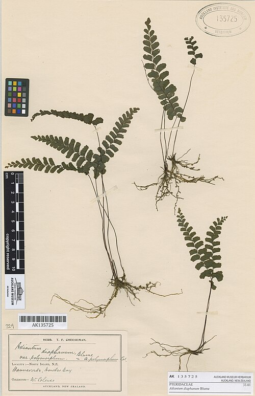 Adiantum diaphanum (Adiantum diaphanum)