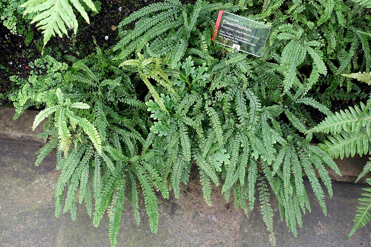 Adiantum diaphanum: Botanical specimen in Wilhelma Zoo - Stuttgart, Germany.