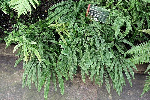 Adiantum diaphanum: Botanical specimen in Wilhelma Zoo - Stuttgart, Germany.