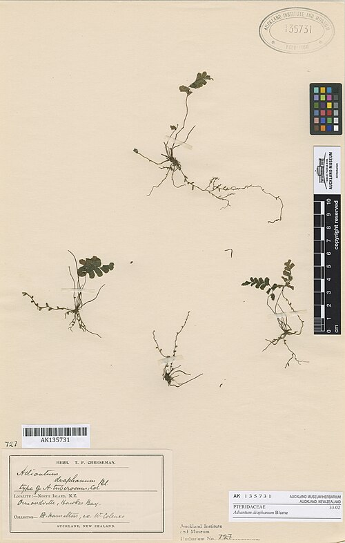 Adiantum diaphanum (Adiantum diaphanum)