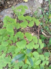 Adiantum digitatum (Adiantum digitatum)