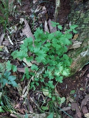 Adiantum digitatum (Adiantum digitatum)