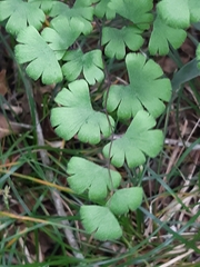 Adiantum digitatum (Adiantum digitatum)